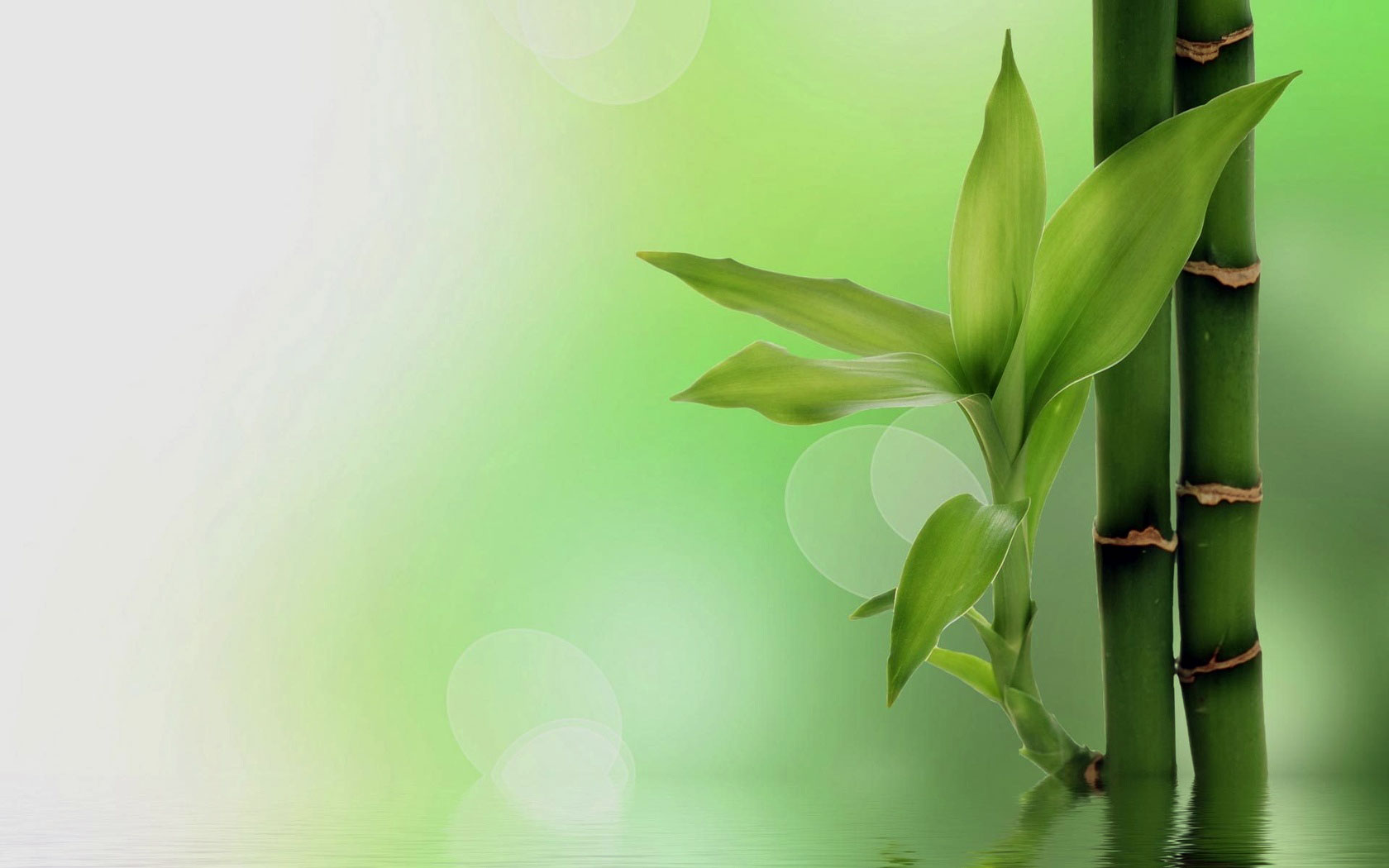 backgroundImage1